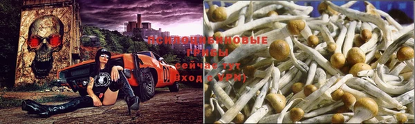 apvp Алзамай